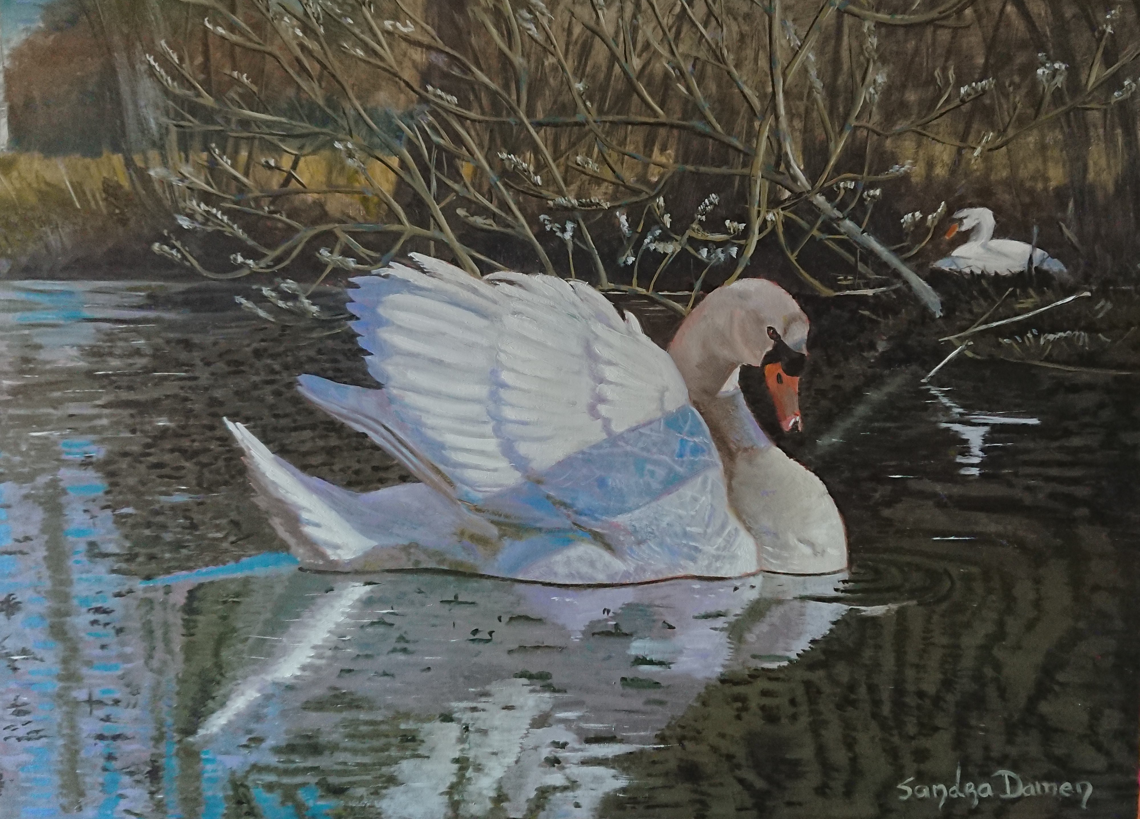 Zwaan 30 x 40 cm olieverf op paneel